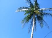 Kelapa hingga Kakao, Prabowo Tegaskan RI Harus Berhenti Jadi Pengekspor Bahan Mentah