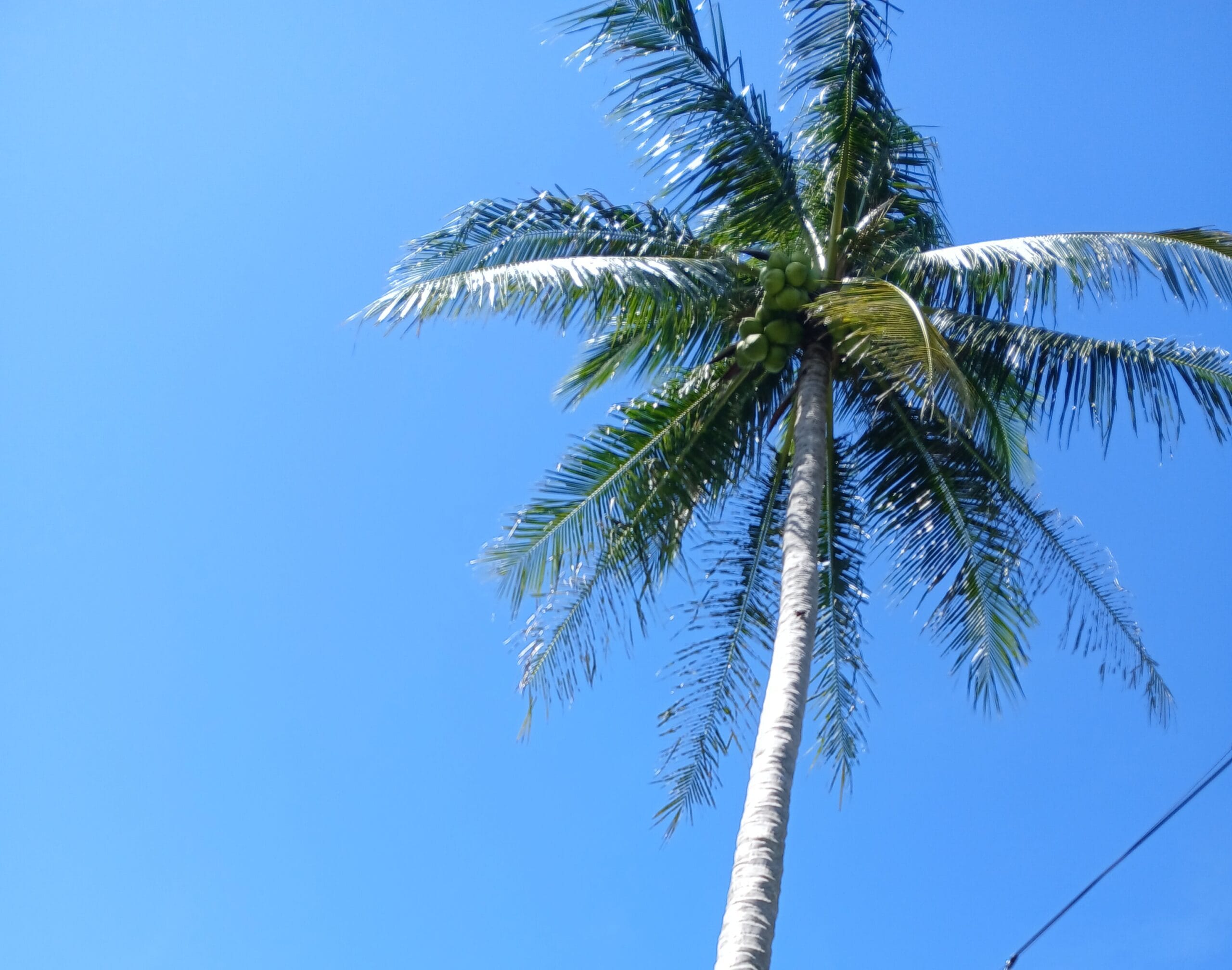 Kelapa hingga Kakao, Prabowo Tegaskan RI Harus Berhenti Jadi Pengekspor Bahan Mentah Supalamedia