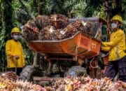 Pungutan Ekspor CPO Naik, Saham Sawit Ini Dinilai Masih Menarik
