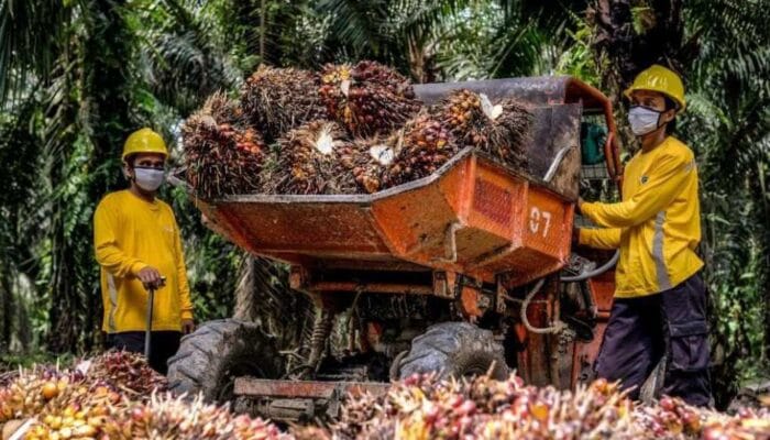 Pungutan Ekspor CPO Naik, Saham Sawit Ini Dinilai Masih Menarik