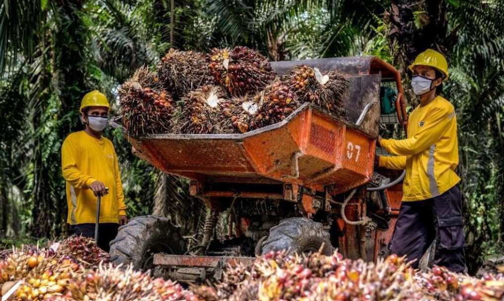 Pungutan Ekspor CPO Naik, Saham Sawit Ini Dinilai Masih Menarik
