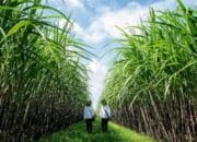 Strategi RI Amankan Stok Pangan Saat Konflik Global Mengguncang Pasar