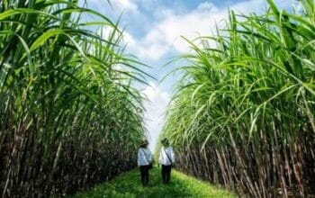 Strategi RI Amankan Stok Pangan Saat Konflik Global Mengguncang Pasar