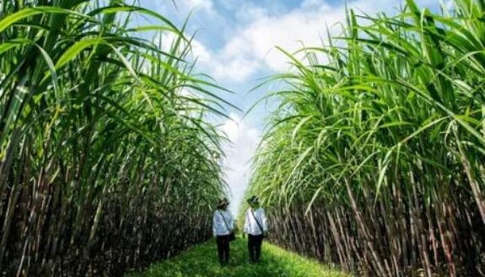 Strategi RI Amankan Stok Pangan Saat Konflik Global Mengguncang Pasar