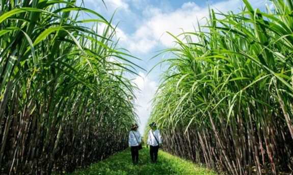 Strategi RI Amankan Stok Pangan Saat Konflik Global Mengguncang Pasar