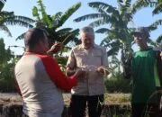 Pemkab Pinrang Menyiapkan Alternatif Bantuan Untuk Petani yang Hasil Panennya Anjlok Supalamedia