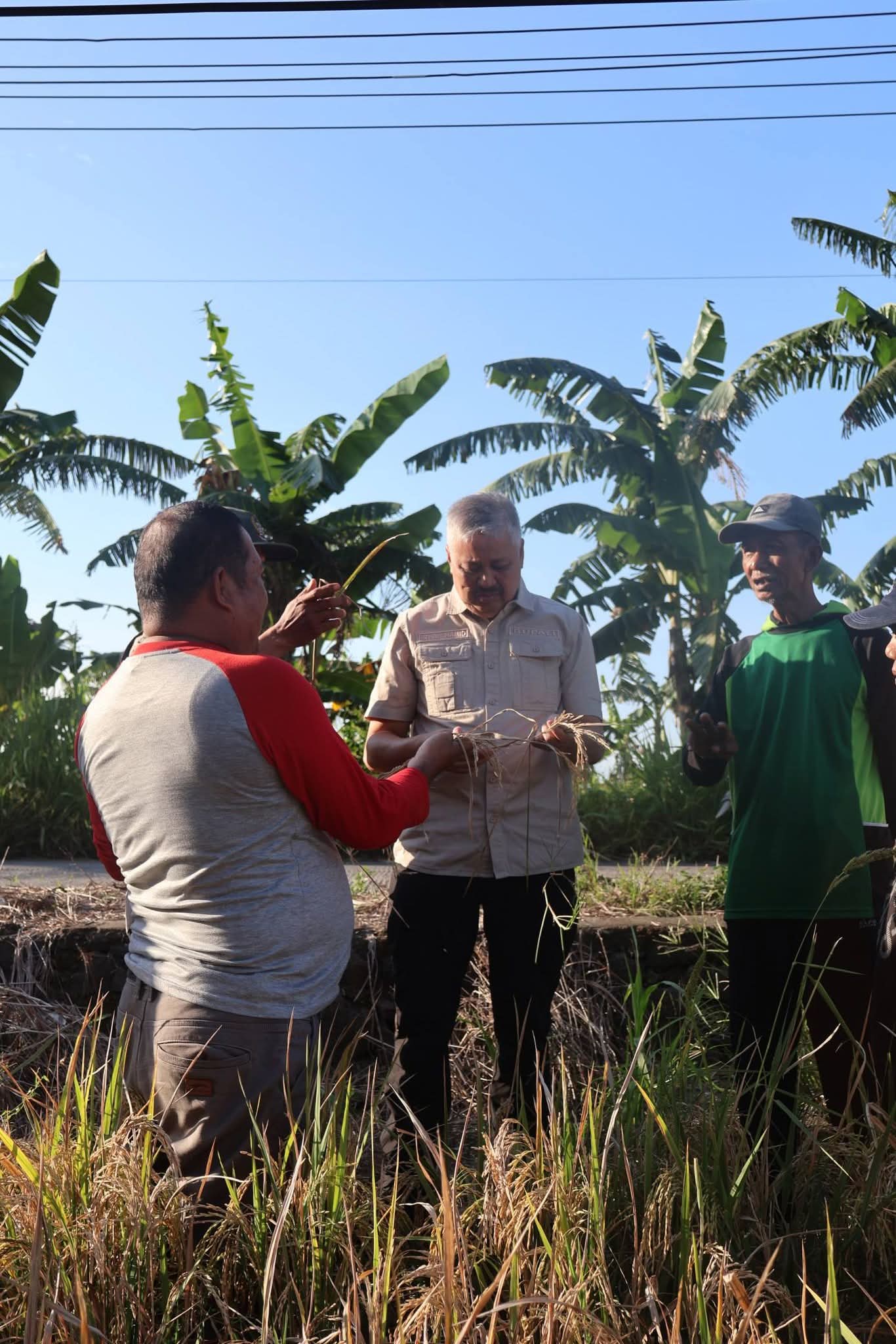 Pemkab Pinrang Menyiapkan Alternatif Bantuan Untuk Petani yang Hasil Panennya Anjlok Supalamedia