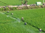 Cegah Gagal Panen, Pemkab Pinrang Evaluasi Langkah Antisipasi OPT Supalamedia