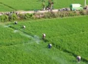 Cegah Gagal Panen, Pemkab Pinrang Evaluasi Langkah Antisipasi OPT Supalamedia