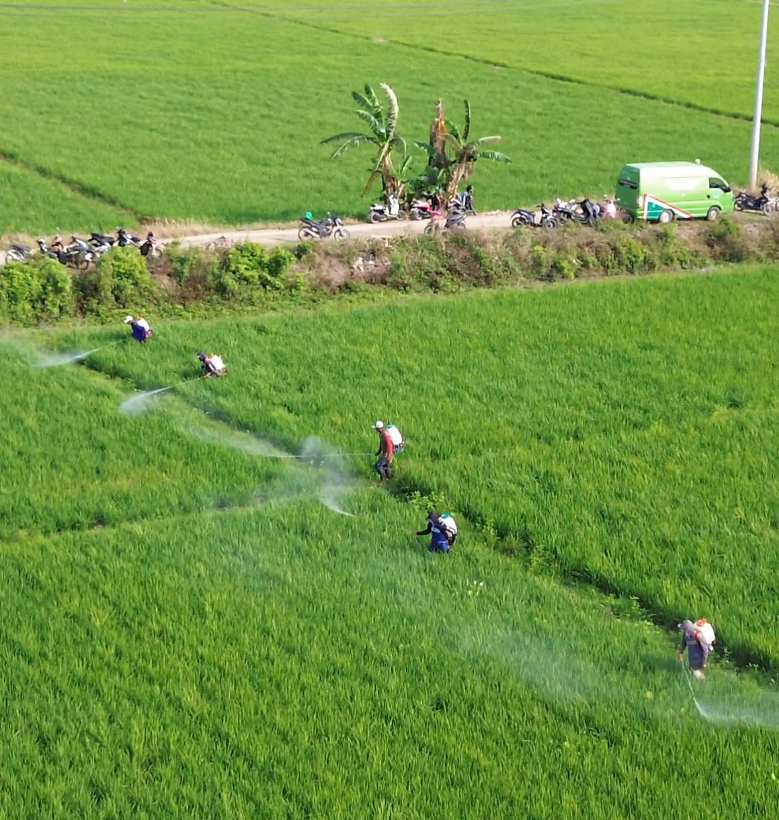 Cegah Gagal Panen, Pemkab Pinrang Evaluasi Langkah Antisipasi OPT Supalamedia