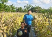 SPPG Samaturue Serap Hasil Panen Petani Melon Setempat