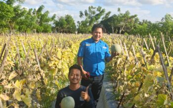SPPG Samaturue Serap Hasil Panen Petani Melon Setempat