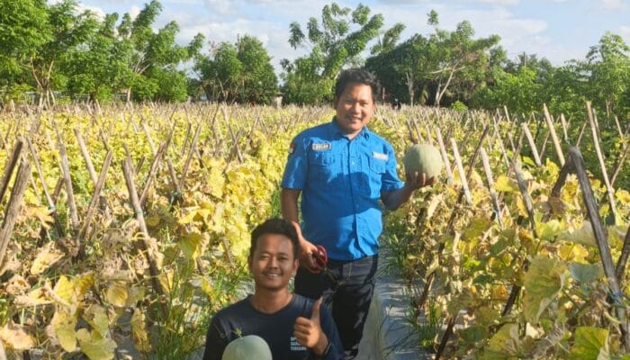 SPPG Samaturue Serap Hasil Panen Petani Melon Setempat