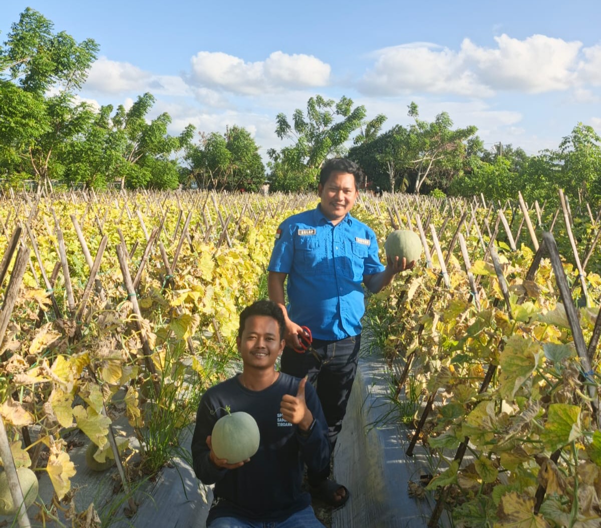SPPG Samaturue Serap Hasil Panen Petani Melon Setempat Supalamedia