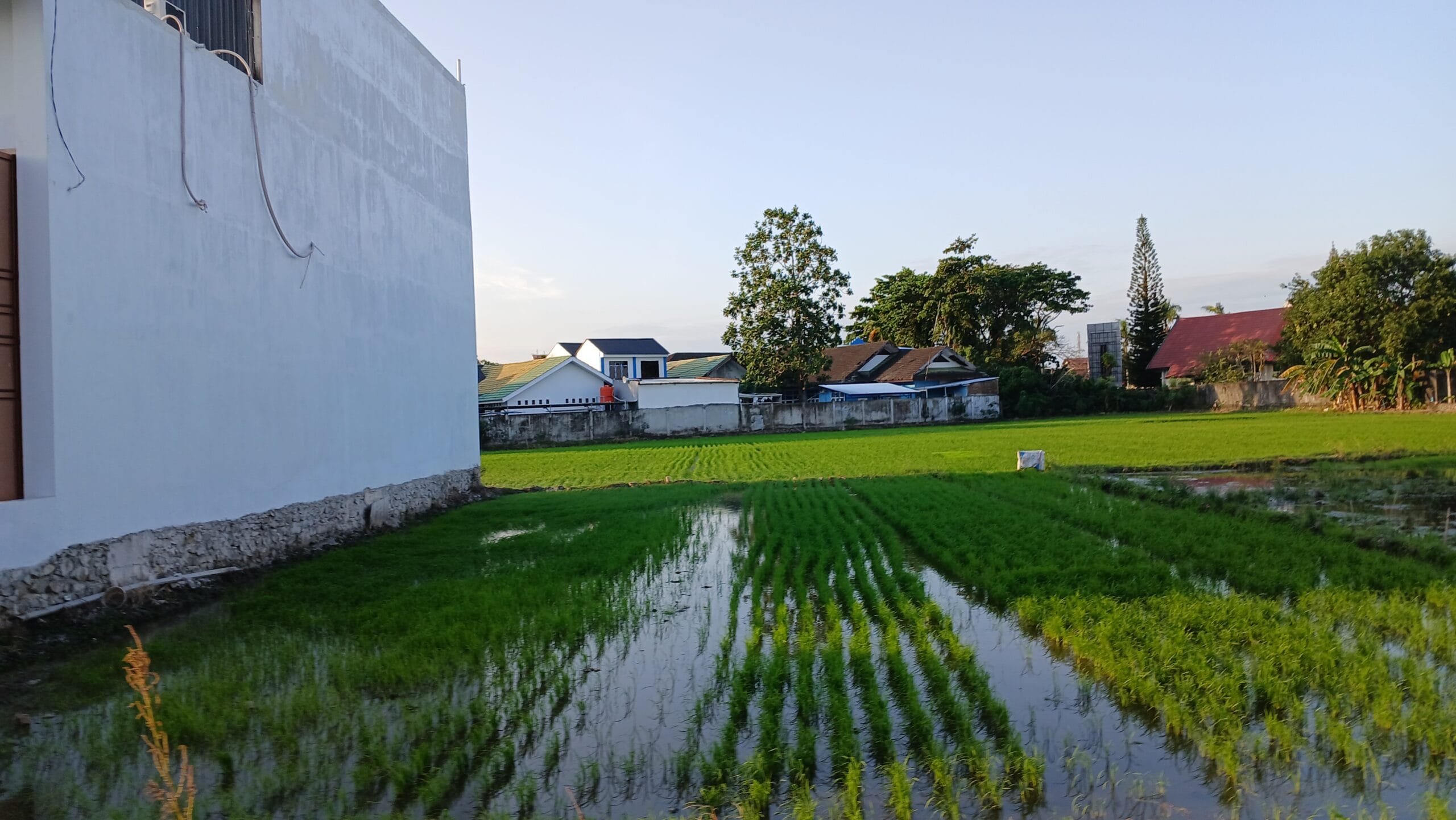 Pemkab Pinrang Berkomitmen Jaga Alih Fungsi Lahan Pertanian 1 Pemkab Pinrang Berkomitmen Jaga Alih Fungsi Lahan Pertanian Supalamedia