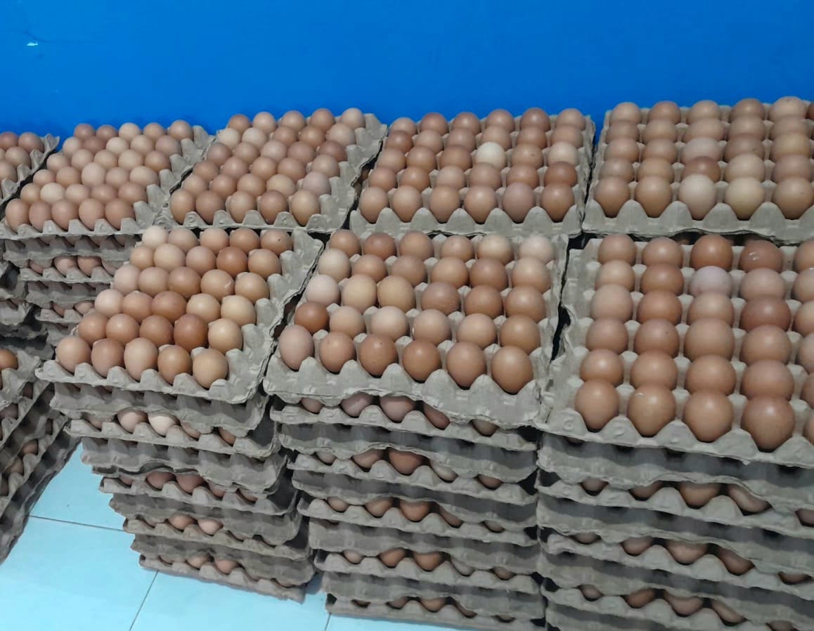 Kementan Tetapkan Harga Acuan Ayam Hidup Rp 19.500 dan Telur Rp 24.000 per Kg Mulai 15 Juli Supalamedia