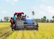 Panen Perdana di Tiroang, Produktivitas Tinggi Jadi Harapan Petani
