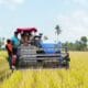 Panen Perdana di Tiroang, Produktivitas Tinggi Jadi Harapan Petani Supalamedia