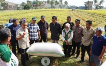 Panen Perdana di Paleteang Capai 13 Ton per Hektare