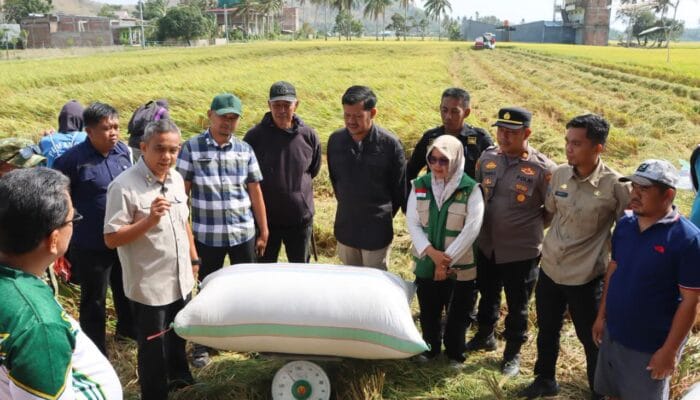 Panen Perdana di Paleteang Capai 13 Ton per Hektare