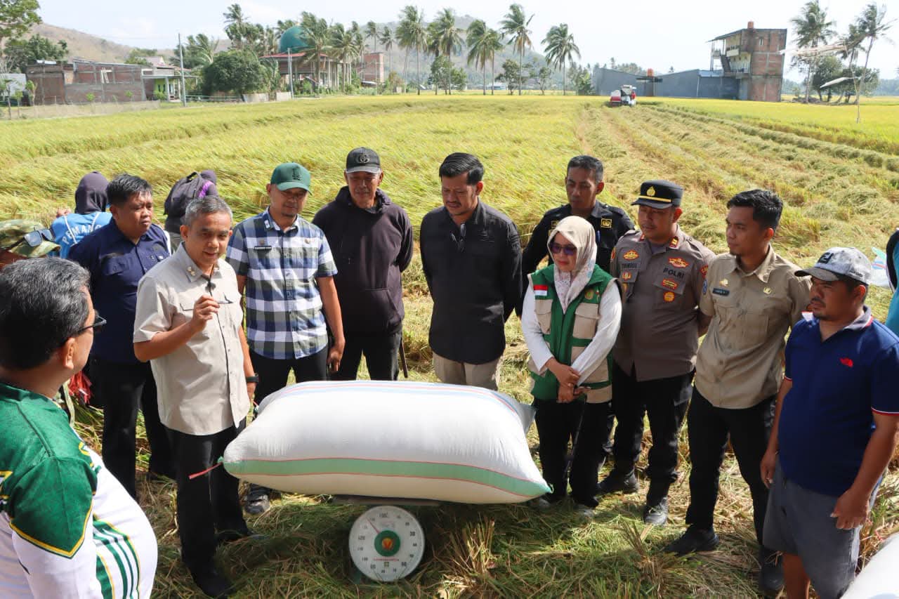 Panen Perdana di Paleteang Capai 13 Ton per Hektare Supalamedia
